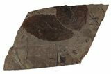 Fossil Plant (Fagus) Leaf Plate - McAbee, BC #277737-1
